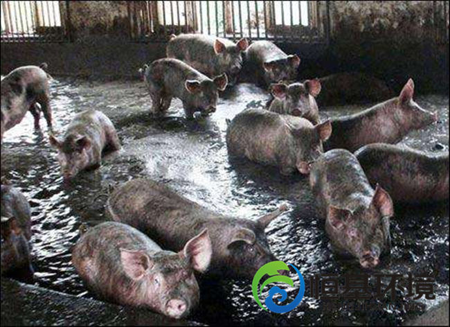 养猪场污水处理