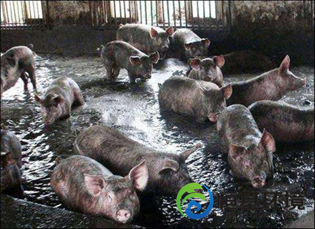 养猪场污水处理